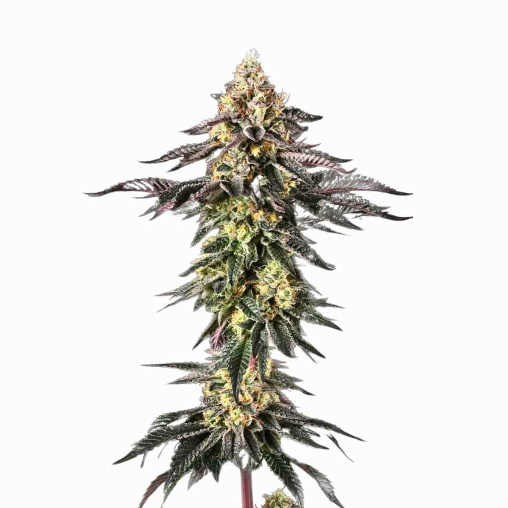 Paradise Seeds Sunset Paradise – Bild 2