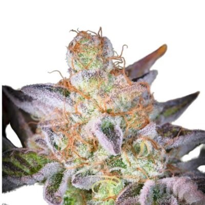 Paradise Seeds Sweetopia