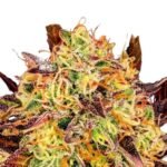 Paradise Seeds Tangerine Sorbet