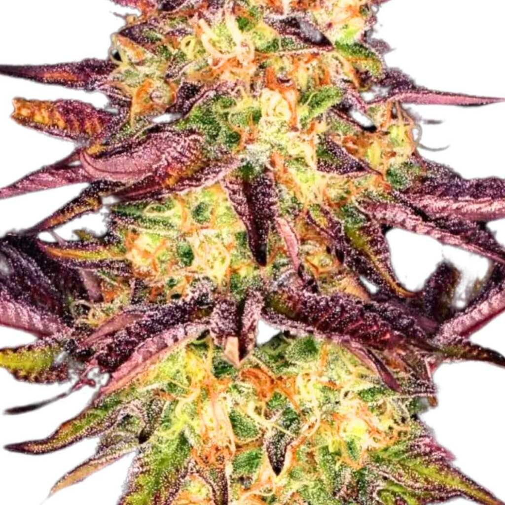 Paradise Seeds Tangerine Sorbet – Bild 2