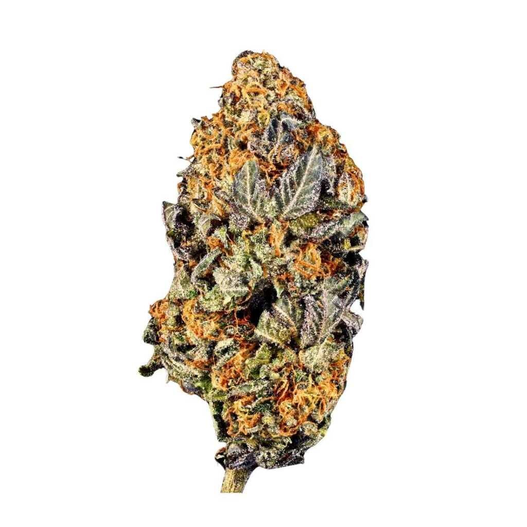 Paradise Seeds Tangerine Sorbet – Bild 3