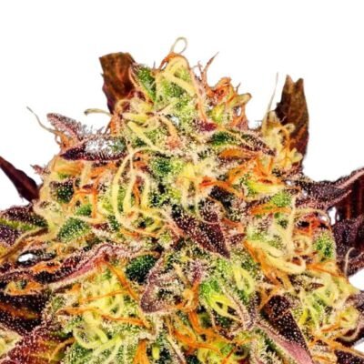 Paradise Seeds Tangerine Sorbet