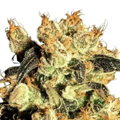 Paradise Seeds White Berry