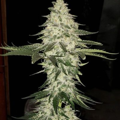 Ethos Genetics Planet of the Grapes Auto feminisiert – 6 Samen
