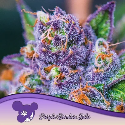 Anesia Seeds Auto Purple Domina – 3 Samen