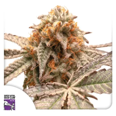Dutch Passion Purple OG Punch