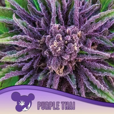 Anesia Seeds Purple Thai – 3 Samen