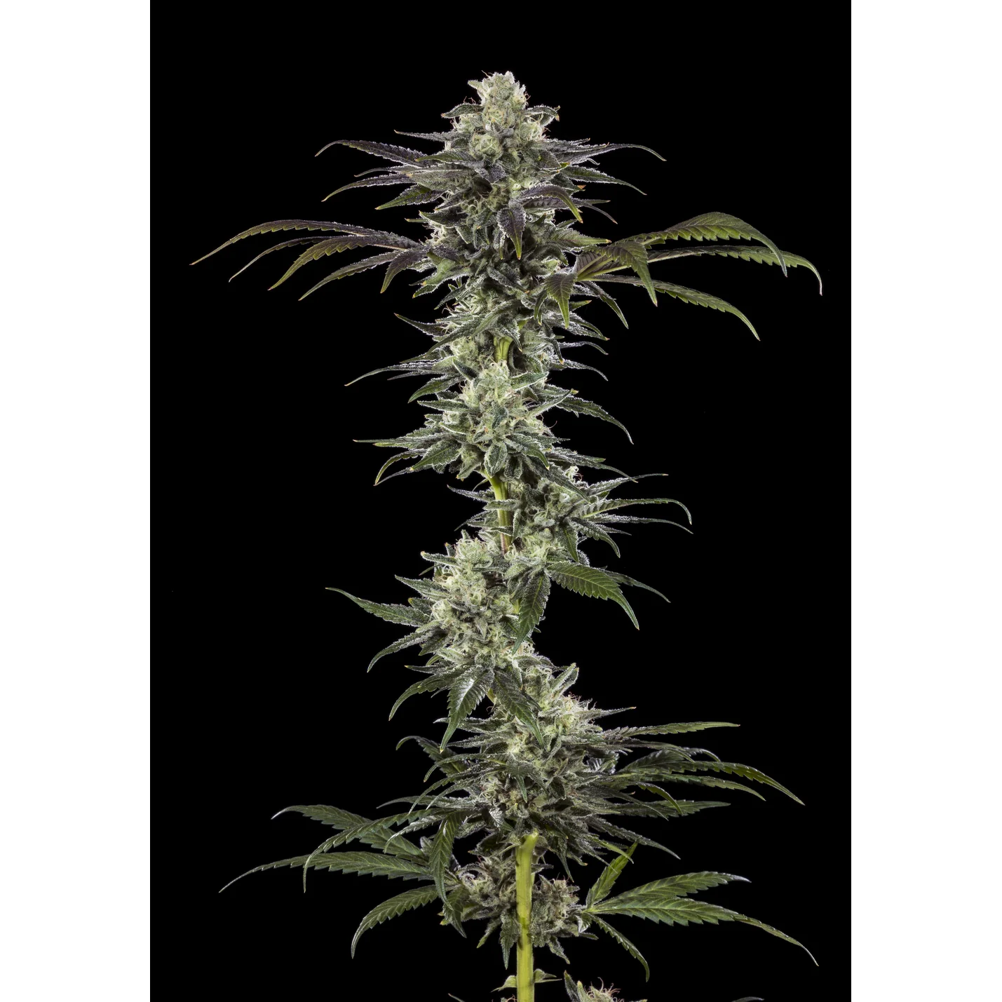 Barneys Farm RS11 F1 3er Packung – Bild 2