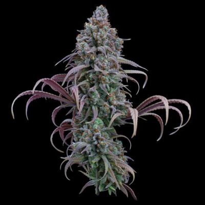 Brothers Grimm Seeds Rosetta Stone