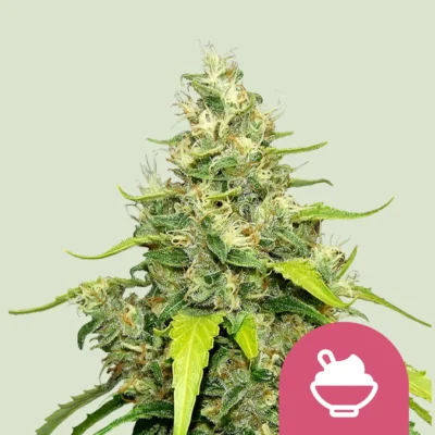 Royal Queen Seeds Blue Gelato
