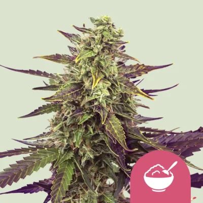 Royal Queen Seeds Cereal Milk