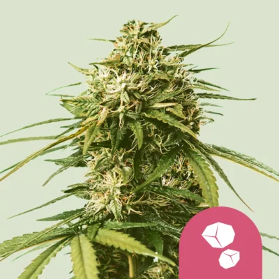 Royal Queen Seeds Gushers