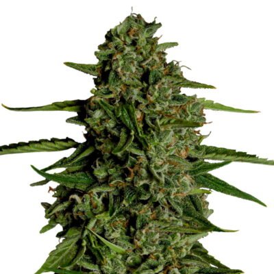 Royal Queen Seeds Medusa F1-Hybrid