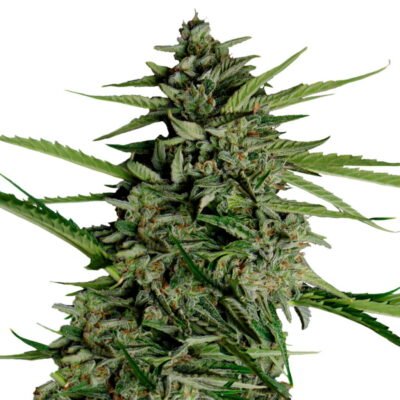 Royal Queen Seeds Orion F1-Hybrid