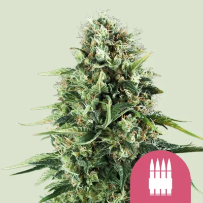 Royal Queen Seeds Royal AK