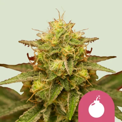 Royal Queen Seeds Royal Domina