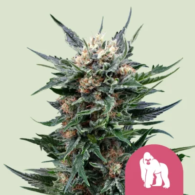Royal Queen Seeds Royal Gorilla