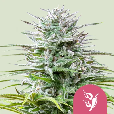Royal Queen Seeds Speedy Chile – Fast