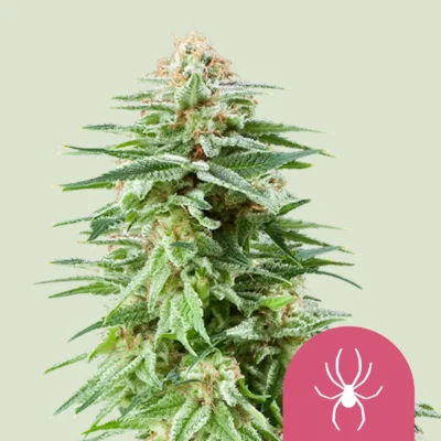 Royal Queen Seeds White Widow