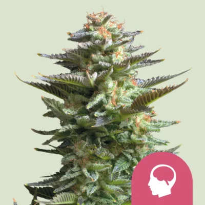 Royal Queen Seeds Amnesia Haze
