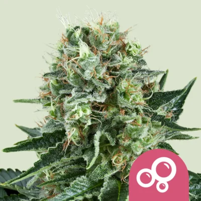 Royal Queen Seeds Bubble Kush