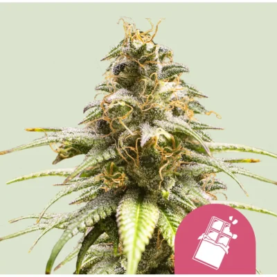 Royal Queen Seeds Chocolate Haze