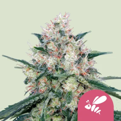 Royal Queen Seeds Honey Cream – Fast