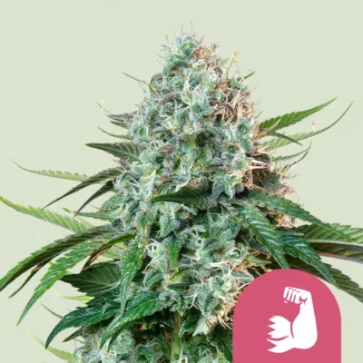 Royal Queen Seeds HulkBerry