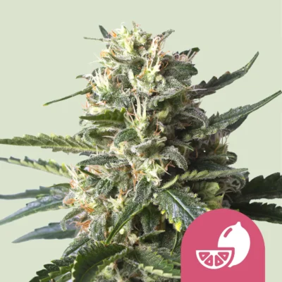 Royal Queen Seeds Lemon Shining Silver Haze