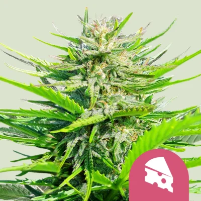 Royal Queen Seeds Royal Cheese – Fast