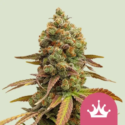 Royal Queen Seeds Special Queen #1