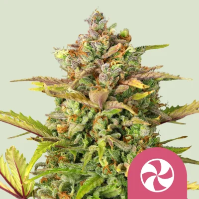 Royal Queen Seeds Sweet ZZ