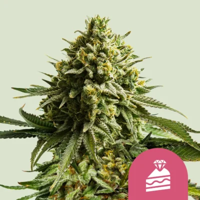 Royal Queen Seeds Wedding Cake