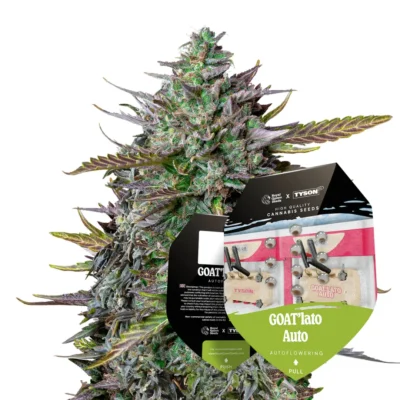 Royal Queen Seeds x Tyson GOAT’lato Auto