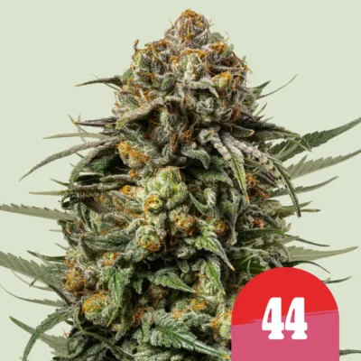 Royal Queen Seeds x Tyson Gelato 44