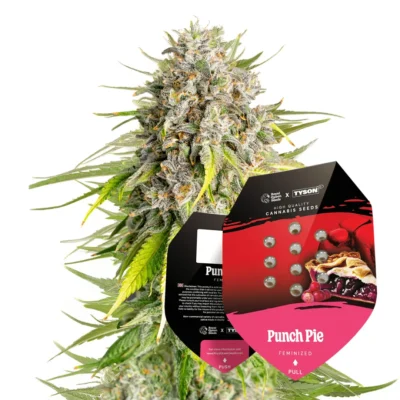 Royal Queen Seeds x Tyson Punch Pie