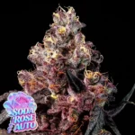 Anesia Seeds Soda Rose Auto - 3 Samen
