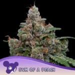 Anesia Seeds Sun of a Peach - 3 Samen