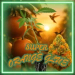 Super Orange Glue