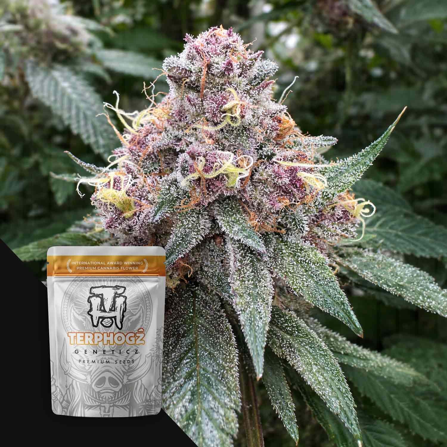 Terphogz Blooberry Z - 10 Samen