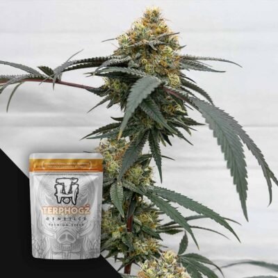 Terphogz HOG Passion – 10 Samen