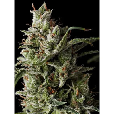 Grand Daddy Genetics The Funk feminisiert – 5 Samen