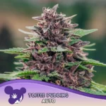 Anesia Seeds Toffee Pudding Auto - 3 Samen