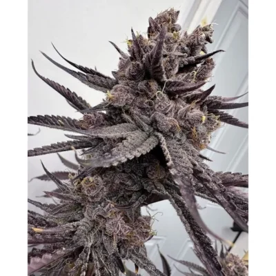 Solfire Gardens Trap God feminisiert – 6 Samen