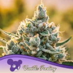 Anesia Seeds Vanilla Frosting - 3 Samen