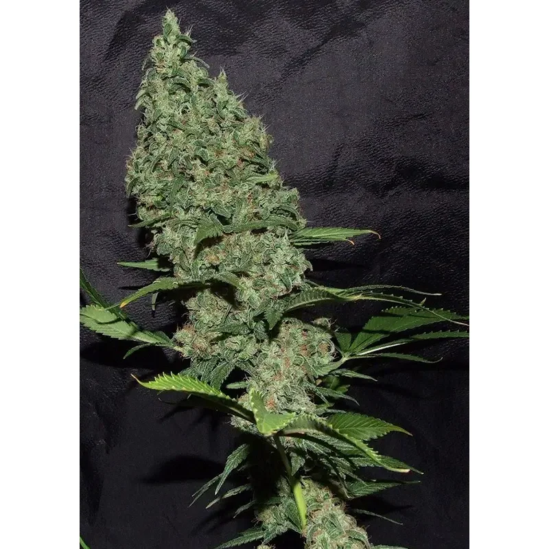 Dutch Passion White Widow X The Ultimate® – Bild 2
