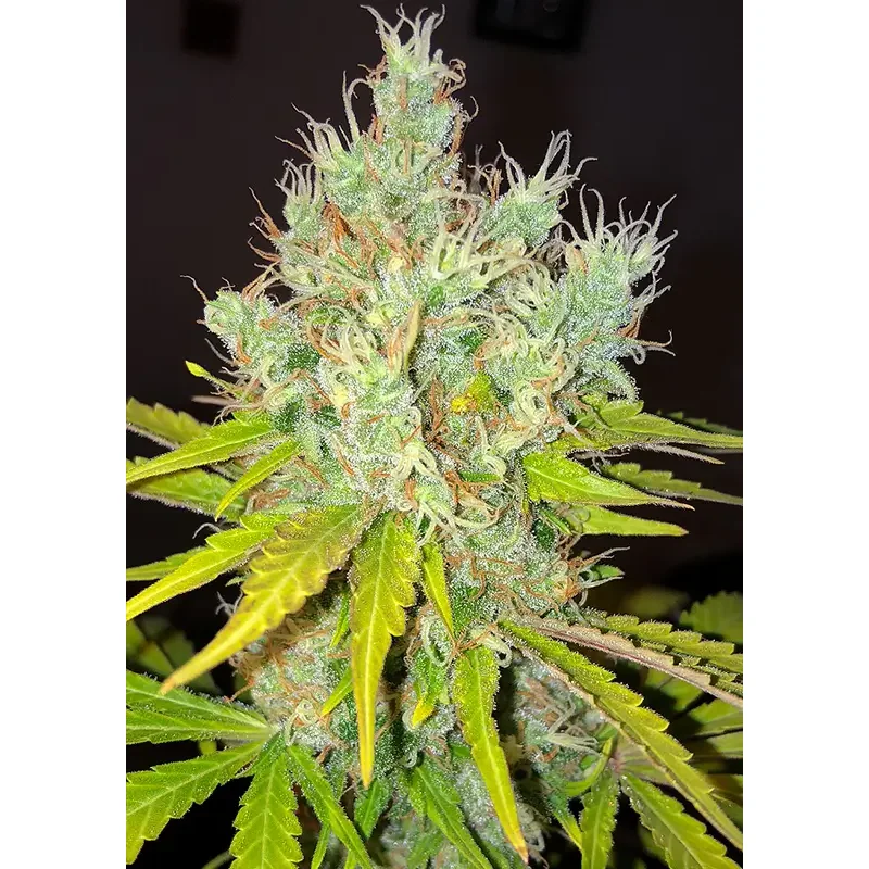 Dutch Passion White Widow X The Ultimate® – Bild 3
