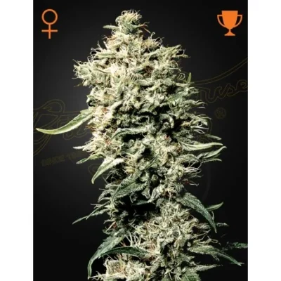 Green House Seed Co. White Rhino