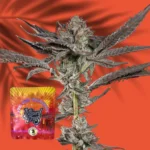 Wizard Trees Propa Candy 3er Packung