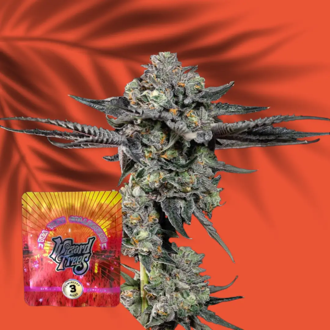 Wizard Trees Top G 3er Packung